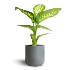 Dieffenbachia Seguine Tropic Snow - Dumb Cane -HousePlants Shop Dieffenbachia seguine Tropic Snow Dumb Cane 17x60cm Lisbon Plant Pot Charcoal 19x19cm