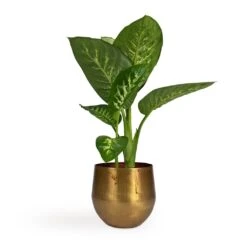 Dieffenbachia Seguine Tropic Snow - Dumb Cane -HousePlants Shop Dieffenbachia seguine Tropic Snow Dumb Cane 17x75cm Ayka Metal Plant Pots Set4 Old Camel