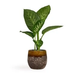 Dieffenbachia Seguine Tropic Snow - Dumb Cane -HousePlants Shop Dieffenbachia seguine Tropic Snow Dumb Cane 17x75cm Lindy Plant Pot Ochre 23x20cm