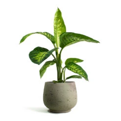 Dieffenbachia Seguine Tropic Snow - Dumb Cane -HousePlants Shop Dieffenbachia seguine Tropic Snow Dumb Cane Mini Pixie Plant Pot Grey Washed