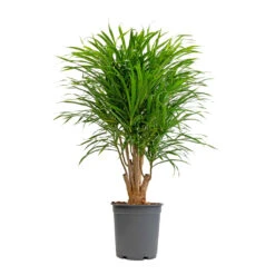 Dracaena Reflexa Anita - Branched 10 Dracaena Reflexa Anita - Branched -HousePlants Shop Dracaena Anita Branched 21x80cm