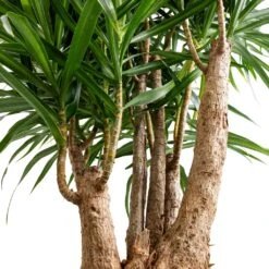 HousePlants Shop -HousePlants Shop Dracaena Anita Branched SWATCH