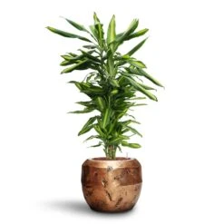Dracaena Cintho - Branched - HydroCare -HousePlants Shop Dracaena Cintho Branched HydroCare Opus Raw Couple Planter Gold 56ea4a78 836d 46d7 8999 ceee387301a6