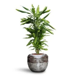 Opus Raw Couple Planter - Silver -HousePlants Shop Dracaena Cintho Branched HydroCare Opus Raw Couple Planter Silver 4fc2dc12 535a 4f20 a993 a855ae4d0448