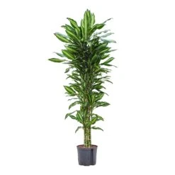Dracaena Cintho - Branched - HydroCare -HousePlants Shop Dracaena Cintho Branched Hydroculture 22 19x150cm