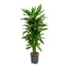 Dracaena Cintho - Branched - HydroCare -HousePlants Shop Dracaena Cintho Branched Hydroculture Indoor Plant