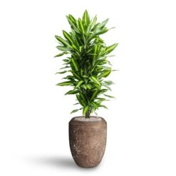 Dracaena Cintho - Branched - HydroCare -HousePlants Shop Dracaena Cintho Branched Hydroculture Polystone Coated Plain Coppa Planter Rock 91f7009e 51c8 437c 8a25 0166c18ddf0b