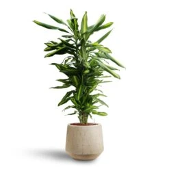 Raindrop Tube Round Planter - Stone -HousePlants Shop Dracaena Cintho Branched Hydroculture Raindrop Tube Round Planter Stone c8370cb2 8fb9 4613 9d17 036d69c18734