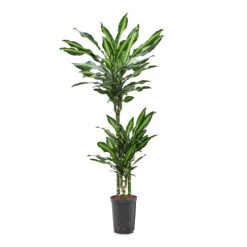 Dracaena Cintho - Multi Stem - HydroCare -HousePlants Shop Dracaena Cintho Multi Stem HydroCare 15 19x100cm