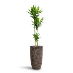 Dracaena Cintho - Multi Stem - HydroCare -HousePlants Shop Dracaena Cintho Multi Stem HydroCare Luxe Lite Layer Partner Planter Bronze