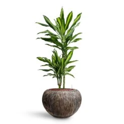Dracaena Cintho - Multi Stem - HydroCare -HousePlants Shop Dracaena Cintho Multi Stem HydroCare Luxe Lite Waterfall Globe Planter Bronze
