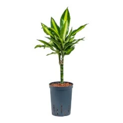 Dracaena Cintho - Multi Stem - HydroCare -HousePlants Shop Dracaena Cintho Multi Stem Hydroculture 15 19x65cm 1stem