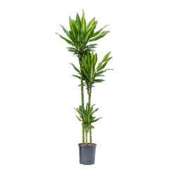 Dracaena Cintho - Multi Stem - HydroCare -HousePlants Shop Dracaena Cintho Multi Stem Hydroculture 18 19x150cm 3Stems