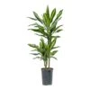 Dracaena Cintho - Multi Stem - HydroCare -HousePlants Shop Dracaena Cintho Multi Stem Hydroculture Indoor Plant 2Stems