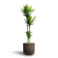 Dracaena Cintho - Multi Stem - HydroCare -HousePlants Shop Dracaena Cintho Multi Stem Hydroculture Luxe Lite Waterfall Cylinder Planter Bronze