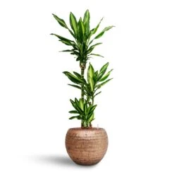 Dracaena Cintho - Multi Stem - HydroCare -HousePlants Shop Dracaena Cintho Multi Stem Hydroculture Opus Hammered Globe Planter Gold