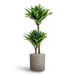 Dracaena Compacta - Multi Stem - HydroCare -HousePlants Shop Dracaena Compacta Multi Stem Hydroculture 2 stems Puk Rough Planter Grey Washed 25 x 25cm
