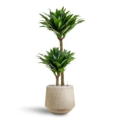 Dracaena Compacta - Multi Stem - HydroCare -HousePlants Shop Dracaena Compacta Multi Stem Hydroculture 2 stems Raindrop Tube Round Planter Stone 30 x 26cm