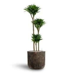 Luxe Lite Waterfall Cylinder Planter - Bronze -HousePlants Shop Dracaena Compacta Multi Stem Hydroculture 3 stems Luxe Lite Waterfall Cylinder Planter Bronze 40 x 38cm c6cb3212 5ad0 4b1f 8379 187d8b102d9c