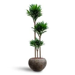 Luxe Lite Waterfall Globe Planter - Bronze -HousePlants Shop Dracaena Compacta Multi Stem Hydroculture 3 stems Luxe Lite Waterfall Globe Planter Bronze 39 x 27cm 0f88ce8d c844 4290 acea add13221c332