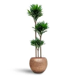 Opus Hammered Globe Planter - Gold 30 Opus Hammered Globe Planter - Gold -HousePlants Shop Dracaena Compacta Multi Stem Hydroculture 3 stems Opus Hammered Globe Planter Gold 40 x 32cm b3b8d93d c5c4 47bc b1b7 073d8208b5c6