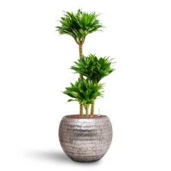 Dracaena Compacta - Multi Stem - HydroCare -HousePlants Shop Dracaena Compacta Multi Stem Hydroculture 3 stems Opus Hammered Globe Planter Silver 40 x 32cm