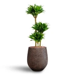 Dracaena Compacta - Multi Stem - HydroCare -HousePlants Shop Dracaena Compacta Multi Stem Hydroculture 3 stems Opus Hit Darcy Planter Gold 38 x 42cm