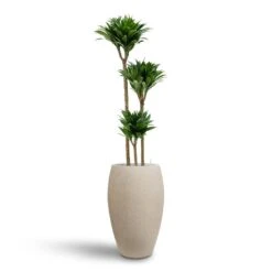 Dracaena Compacta - Multi Stem - HydroCare -HousePlants Shop Dracaena Compacta Multi Stem Hydroculture 3 stems Raindrop Tall Balloon Planter Stone 37 x 60cm