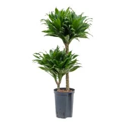 Dracaena Compacta - Multi Stem - HydroCare -HousePlants Shop Dracaena Compacta Multi Stem Hydroculture Indoor Plant 2Stems