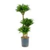 Dracaena Compacta - Multi Stem - HydroCare -HousePlants Shop Dracaena Compacta Multi Stem Hydroculture Indoor Plant 3Stems