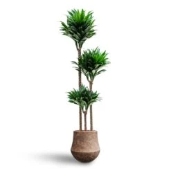 Dracaena Compacta - Multi Stem - HydroCare -HousePlants Shop Dracaena Compacta Multi Stem Hydroculture Polystone Coated Darcy Planter Rock 6f06658a 8982 4bc0 8d58 998f72e578b3