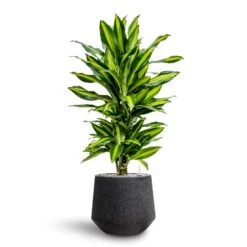 Dracaena Cintho - Branched - HydroCare -HousePlants Shop Dracaena Fragrans Cinco Branched Hydroculture Raindrop Darcy Planter Anthracite