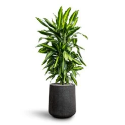 Dracaena Cintho - Branched - HydroCare -HousePlants Shop Dracaena Fragrans Cinco Branched Hydroculture Raindrop Darcy Tube Planter Anthracite