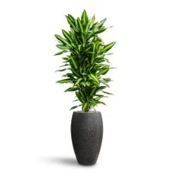 Dracaena Cintho - Branched - HydroCare -HousePlants Shop Dracaena Fragrans Cinco Branched Hydroculture Raindrop Emperor Planter Anthracite