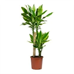Dracaena Fragrans Golden Coast - Multi Stem -HousePlants Shop Dracaena Fragrans Golden Coast Multi Stem 17x80cm 2 stems