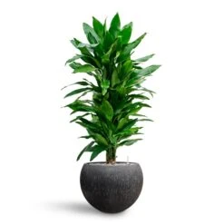 Raindrop Globe Planter - Anthracite -HousePlants Shop Dracaena Fragrans Janet Lind Multi Stem Hydroculture Raindrop Globe Planter Anthracite 8670a7af bdae 41fe 8fea 30c11a12303e