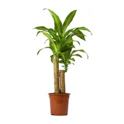 Dracaena Fragrans Massangeana - Multi Stem -HousePlants Shop Dracaena Fragrans Massangeana Small