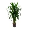 Dracaena Janet Craig - Branched - HydroCare -HousePlants Shop Dracaena Janet Craig Branched Hydroculture 18 19x100cm