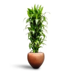 Metallic Couple Plant Pot - Matt Copper -HousePlants Shop Dracaena Janet Craig Branched Hydroculture30 27 x 160cm Metallic Couple Plant Pot Matt Copper50 x 45cm 6863b7f2 1dec 4f0e 953e b766b09b6eba