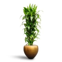 Dracaena Janet Craig - Branched - HydroCare -HousePlants Shop Dracaena Janet Craig Branched Hydroculture30 27 x 160cm Metallic Couple Plant Pot Matt Honey 50 x 45cm