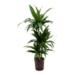 Dracaena Janet Craig - Multi Stem - HydroCare -HousePlants Shop Dracaena Janet Craig Hydroculture Indoor Plant 3Stems Small