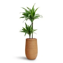 Dracaena Janet Craig - Multi Stem - HydroCare -HousePlants Shop Dracaena Janet Craig Multi Stem HydroCare Dune Partner Planter Almond
