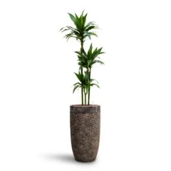 Luxe Lite Layer Partner Planter - Bronze -HousePlants Shop Dracaena Janet Craig Multi Stem HydroCare Luxe Lite Layer Partner Planter Bronze 7846aa51 b752 48d4 881f 7c855e184dec