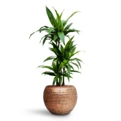 Dracaena Janet Craig - Multi Stem - HydroCare -HousePlants Shop Dracaena Janet Craig Multi Stem HydroCare Opus Hammered Globe Planter Gold