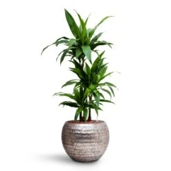 Dracaena Janet Craig - Multi Stem - HydroCare -HousePlants Shop Dracaena Janet Craig Multi Stem HydroCare Opus Hammered Globe Planter Silver