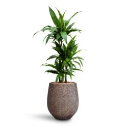 Dracaena Janet Craig - Multi Stem - HydroCare -HousePlants Shop Dracaena Janet Craig Multi Stem HydroCare Opus Hit Darcy Planter Gold