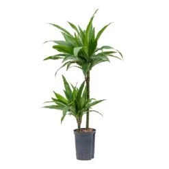 Dracaena Janet Craig - Multi Stem - HydroCare -HousePlants Shop Dracaena Janet Craig Multi Stem Hydroculture 15 19x90cm 2Stems