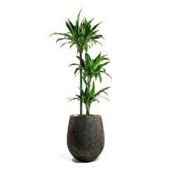 Opus Hit Darcy Planter - Gold -HousePlants Shop Dracaena Janet Craig Multi Stem Hydroculture Opus Hit Darcy Planter Gold