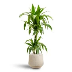 Raindrop Tube Round Planter - Stone -HousePlants Shop Dracaena Janet Craig Multi Stem Hydroculture2 stems Raindrop Tube Round Planter Stone 30 x 26cm 36642b29 e8d2 4b13 b8ac ab067218d38a