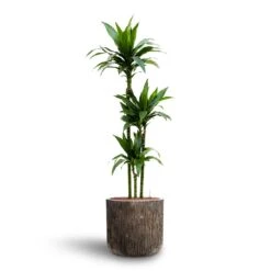Dracaena Janet Craig - Multi Stem - HydroCare -HousePlants Shop Dracaena Janet Craig Multi Stem Hydroculture3 stems Luxe Lite Waterfall Cylinder Planter Bronze 40 x 38cm